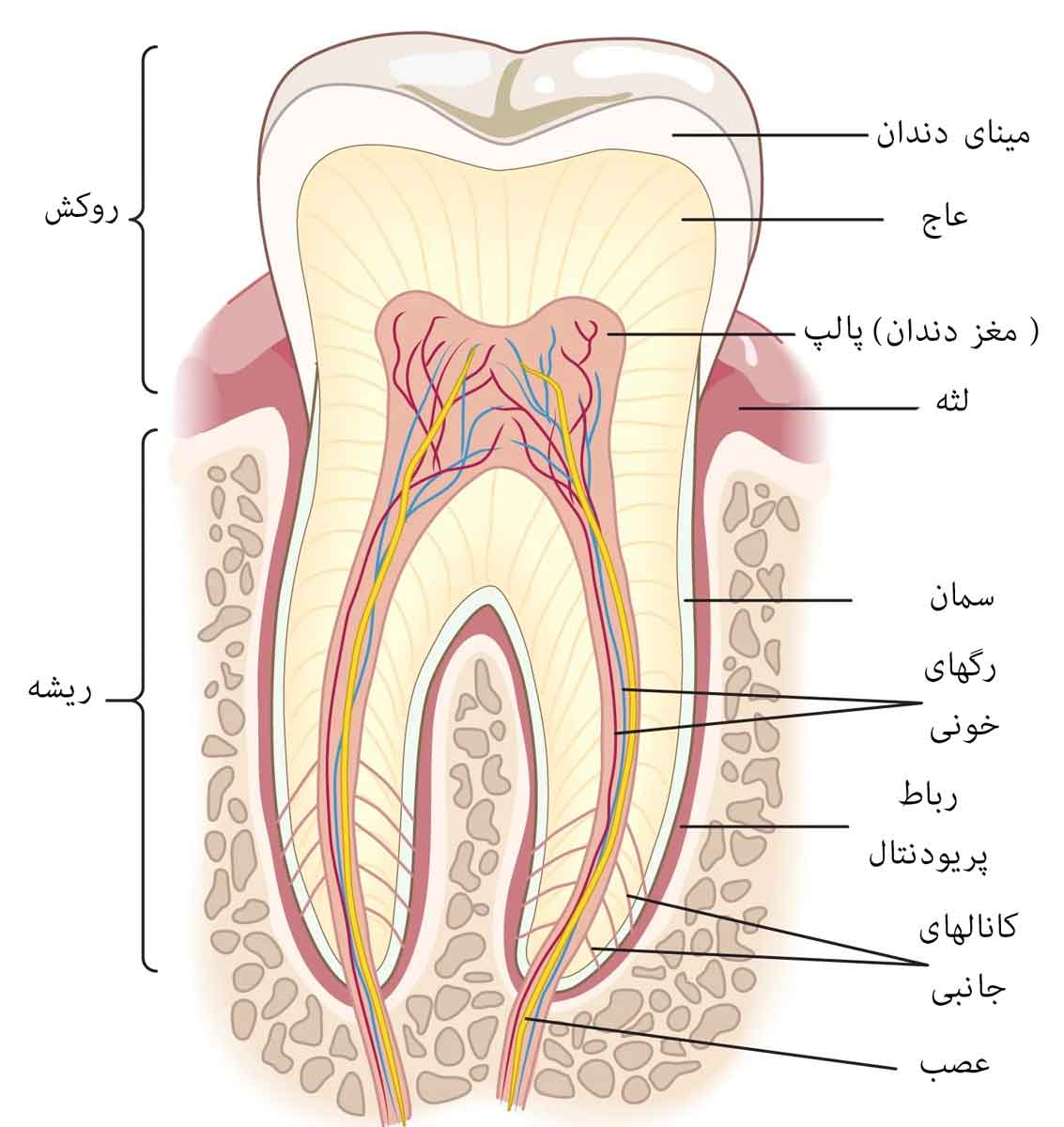 عکس عصب دندان اینفوگرافی 