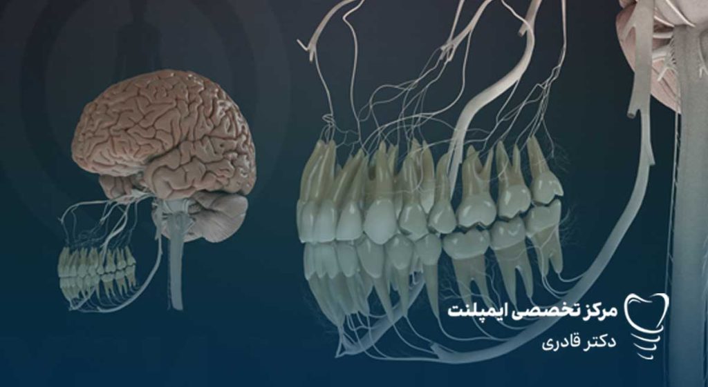 عصب دندان چیست -عصب دندون