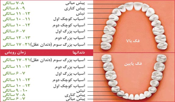 نامگذاری دندان شماره دندان ها
